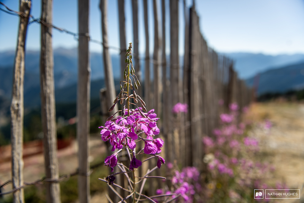 Wooden ski fences and pink flowers typical of the Vallnord mountainside.