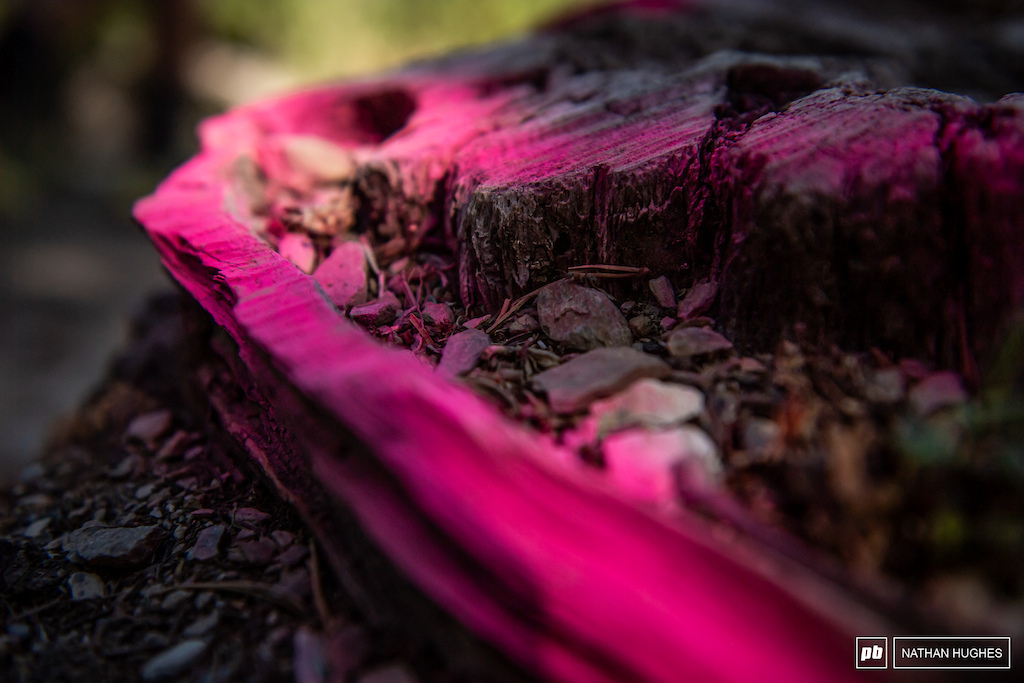 Pink for danger in the dark woods.