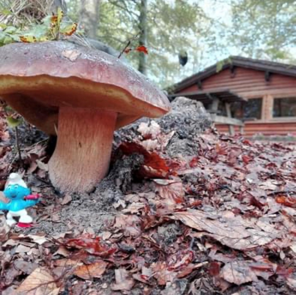 Mushroom
