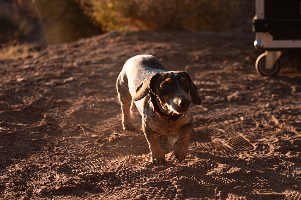 Noah the Daschund
