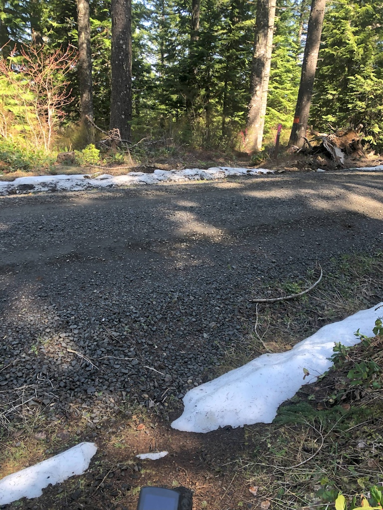 a little snow leftover at the top (bell camp road) of gales creek trail ~ 2600 feet.