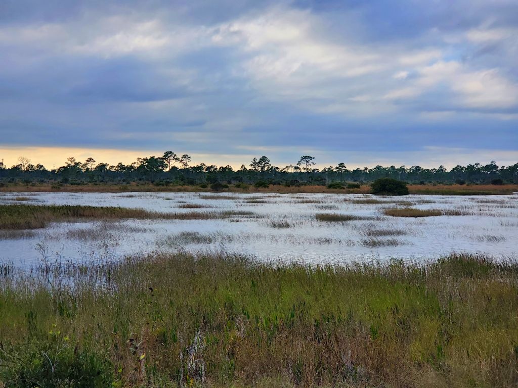 Expansive wetland with tall grasses and water under cloudy sky.