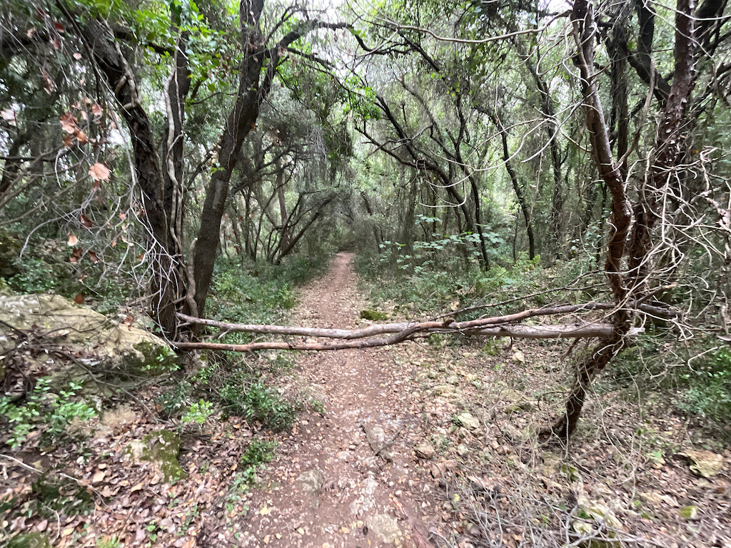 A winding forest trail lined with trees and fallen branches, viewed from above ground level.