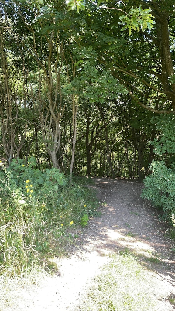 A forest trail lined with green vegetation and yellow wildflowers blooming on the sides.