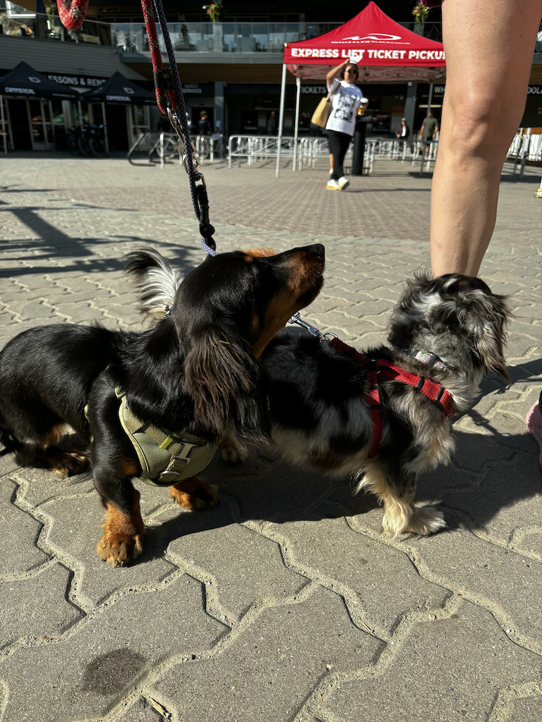 Dogs of Crankworx Whistler - Pinkbike