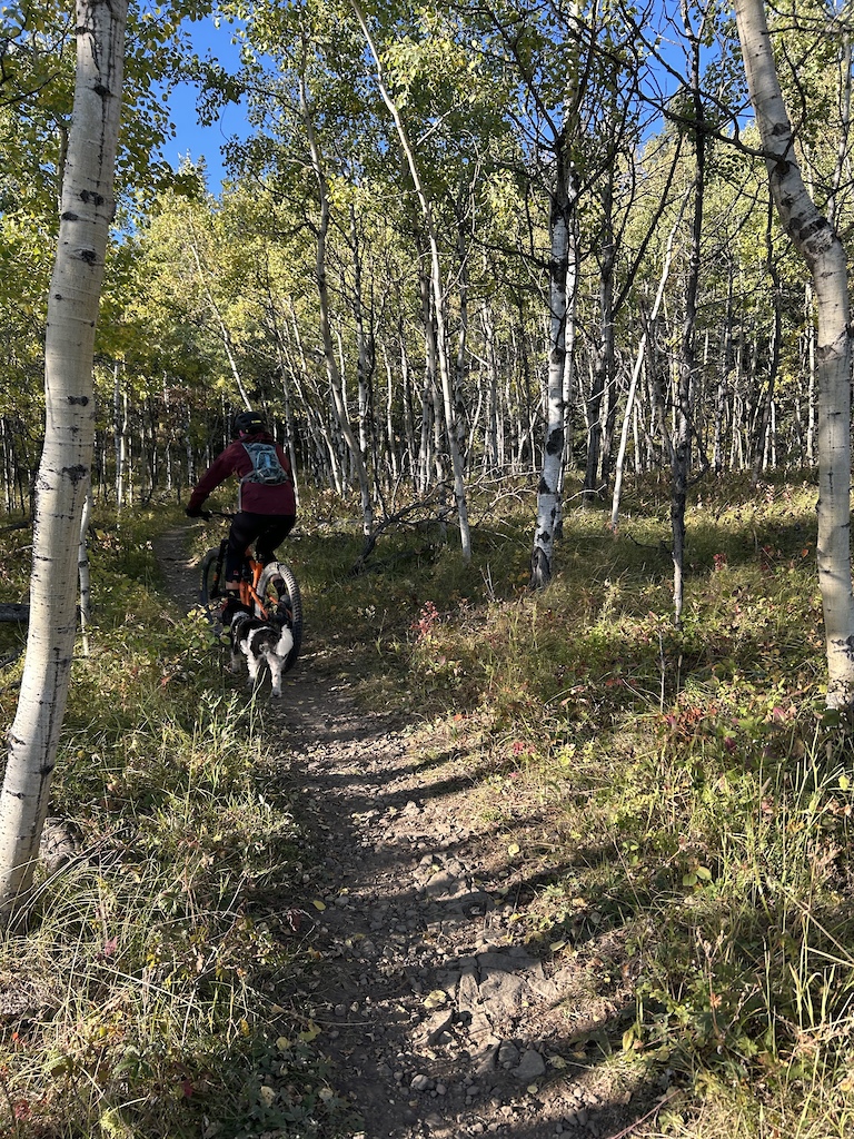 A mountain biker riding on a dirt trail through a birch and conifer forest.