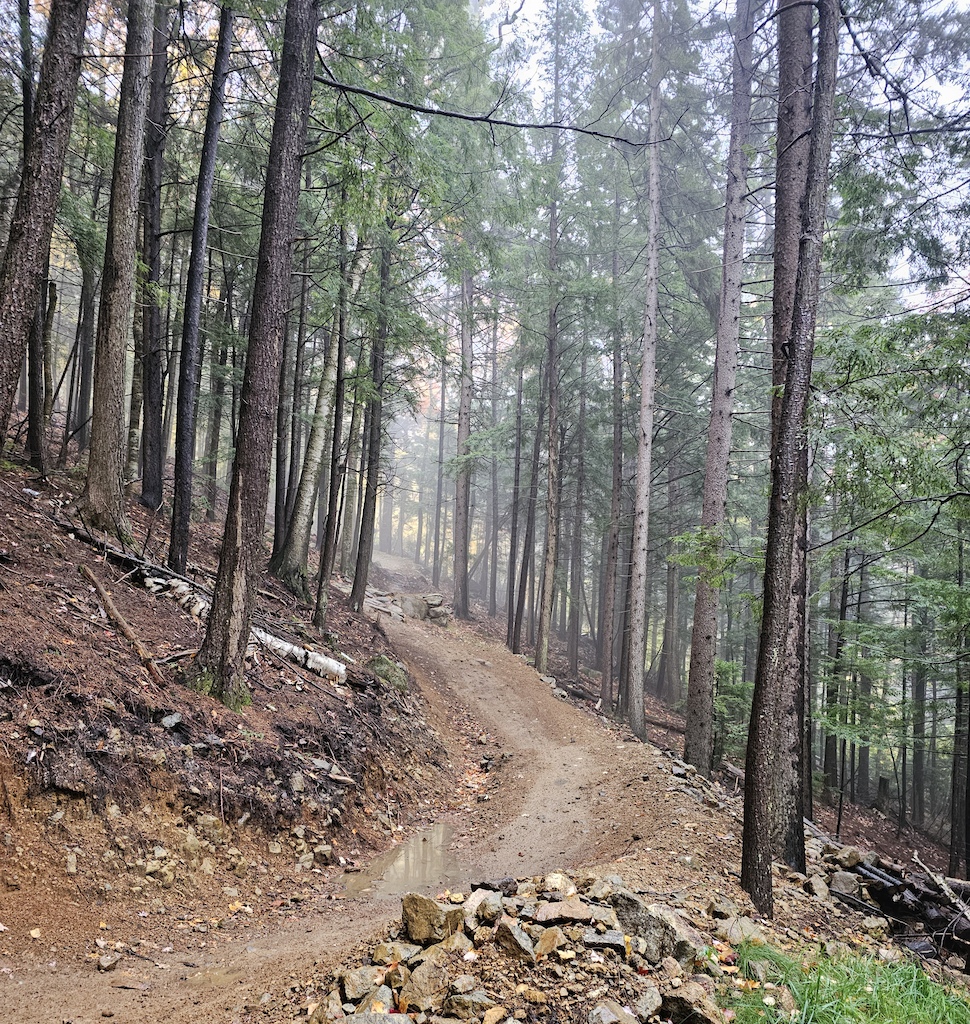 A dirt trail descending through a misty conifer forest with root and rock features.