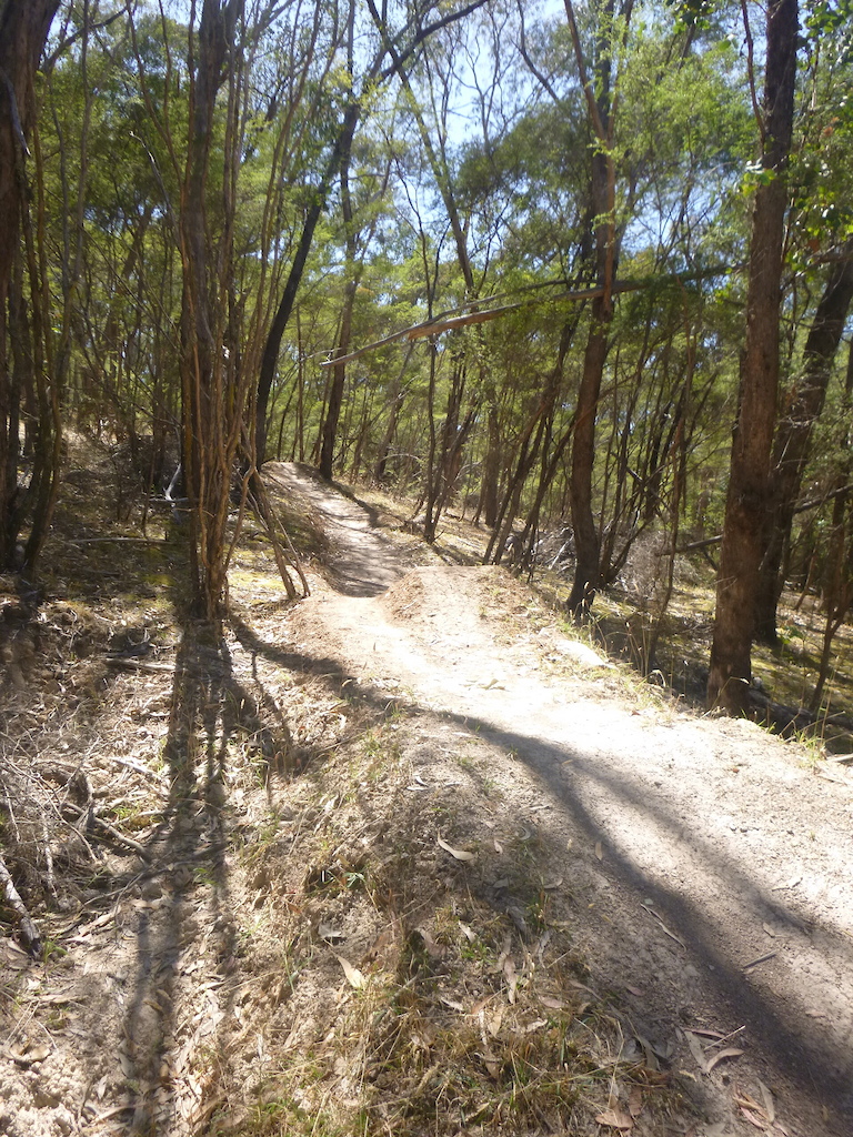 A mountain biker riding downhill through a forest with tall trees and roots.