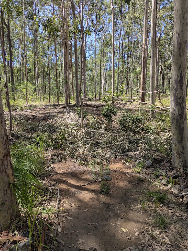 A dirt trail through a eucalyptus forest with roots and leaf litter on the ground.
