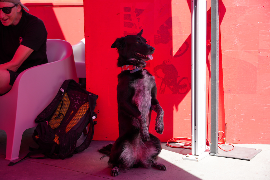Dogs of Crankworx Whistler 2025 - Pinkbike