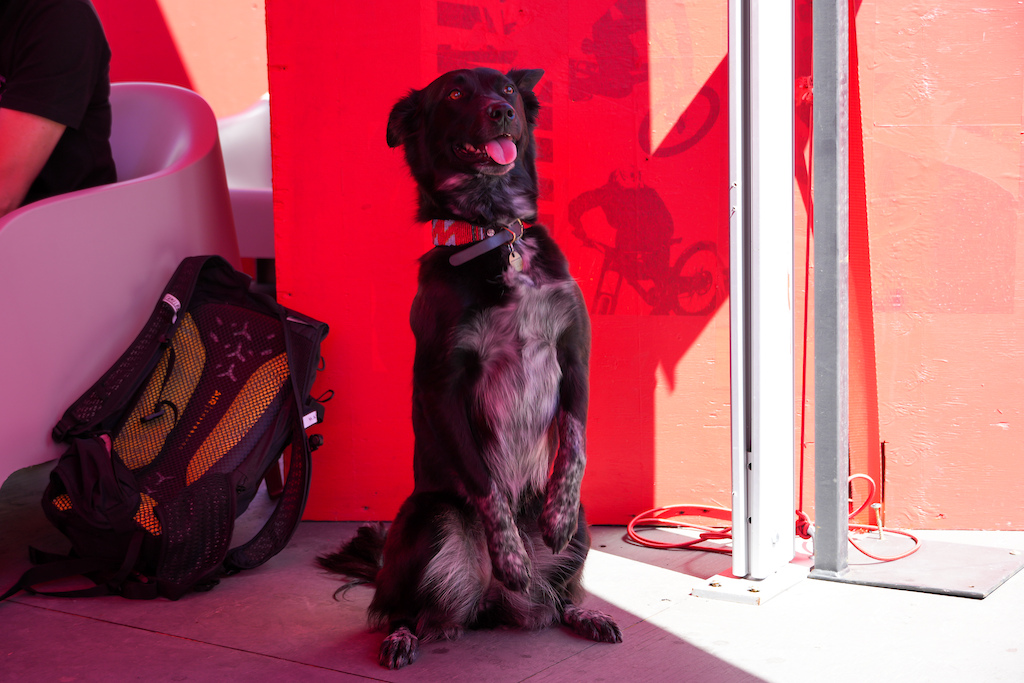 Dogs of Crankworx Whistler 2025 - Pinkbike