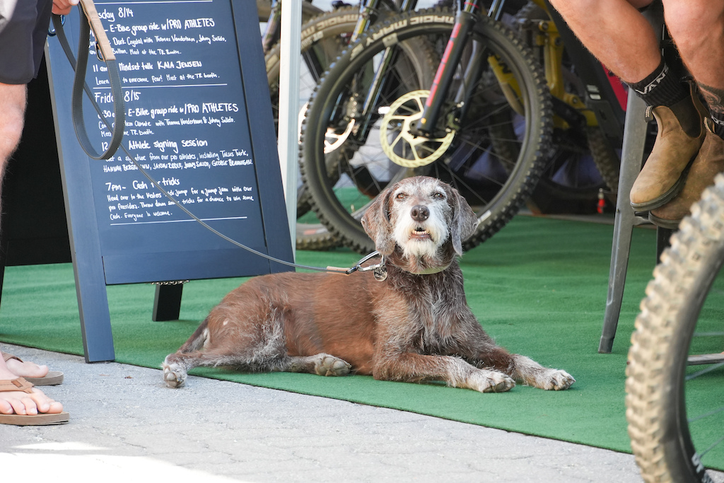 Dogs of Crankworx Whistler 2025 - Pinkbike