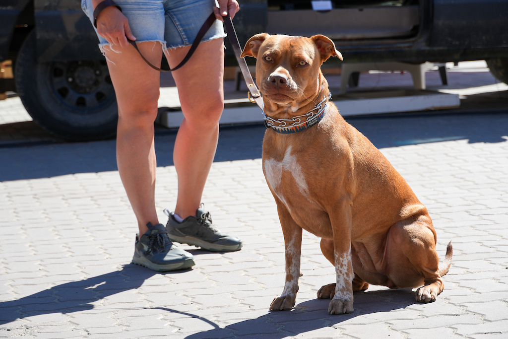 Dogs of Crankworx Whistler 2025 - Pinkbike