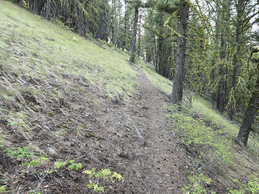 Dirt trail through old-growth forest on a sloped mountainside.
