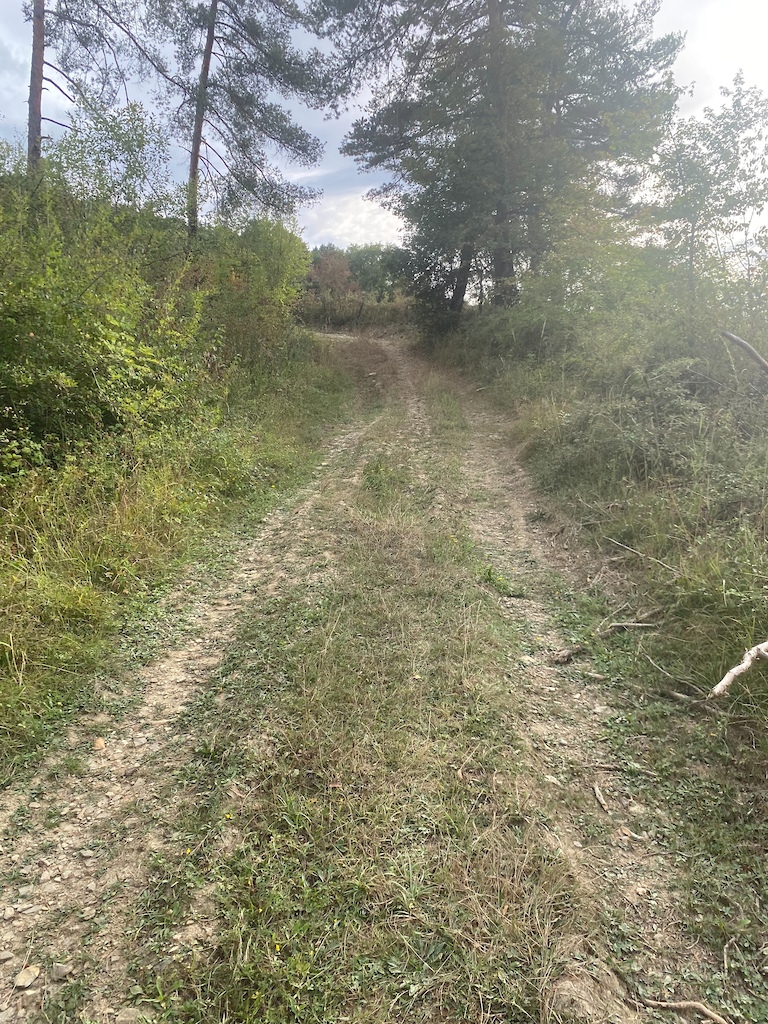A hiker walks on a grassy dirt trail through a spring forest with scattered trees.