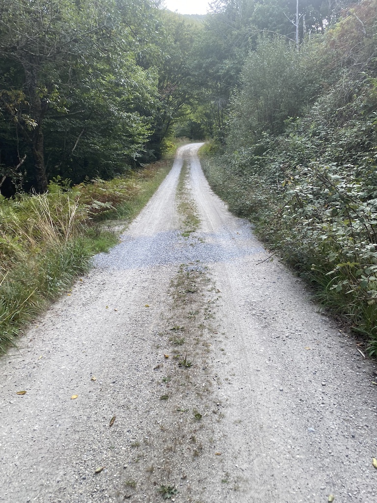 A wide gravel forest road flanked by dense green vegetation on both sides.