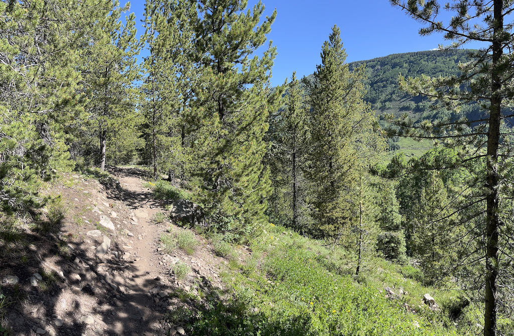 A hiker on a trail through pine forest descending toward open meadows and distant hills.