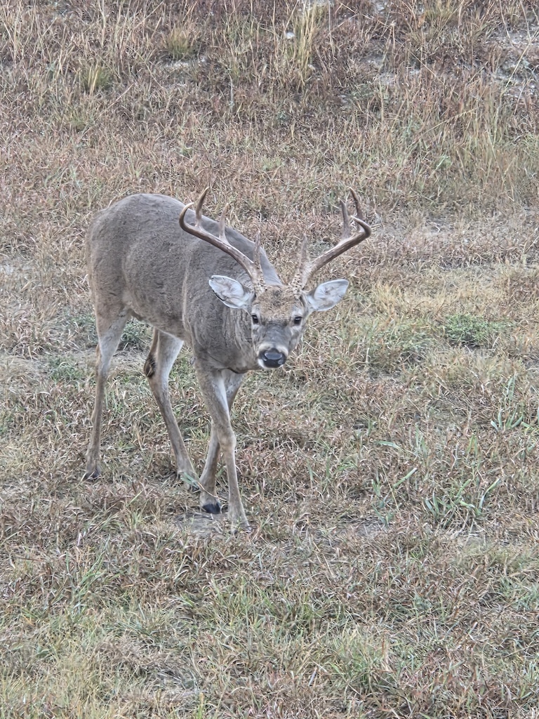 in my front yard yesterday morning