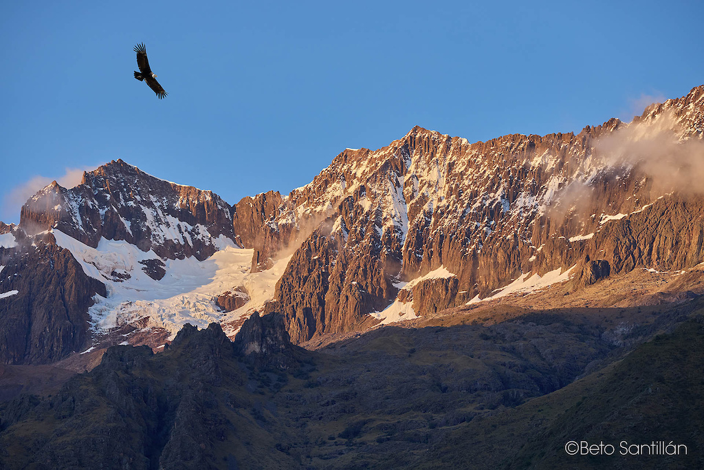 An Andean condor soars in silent majesty over the glaciers and jagged peaks of Apu Chicón — the sacred guardian of the Sacred Valley. No engine, no effort, just pure power riding the mountain wind. The ancient ones believed the condor carried souls between worlds, and watching it glide effortlessly over these eternal peaks, it is easy to believe every word. This is the cathedral where Santísimo DH is held. This is why we come.