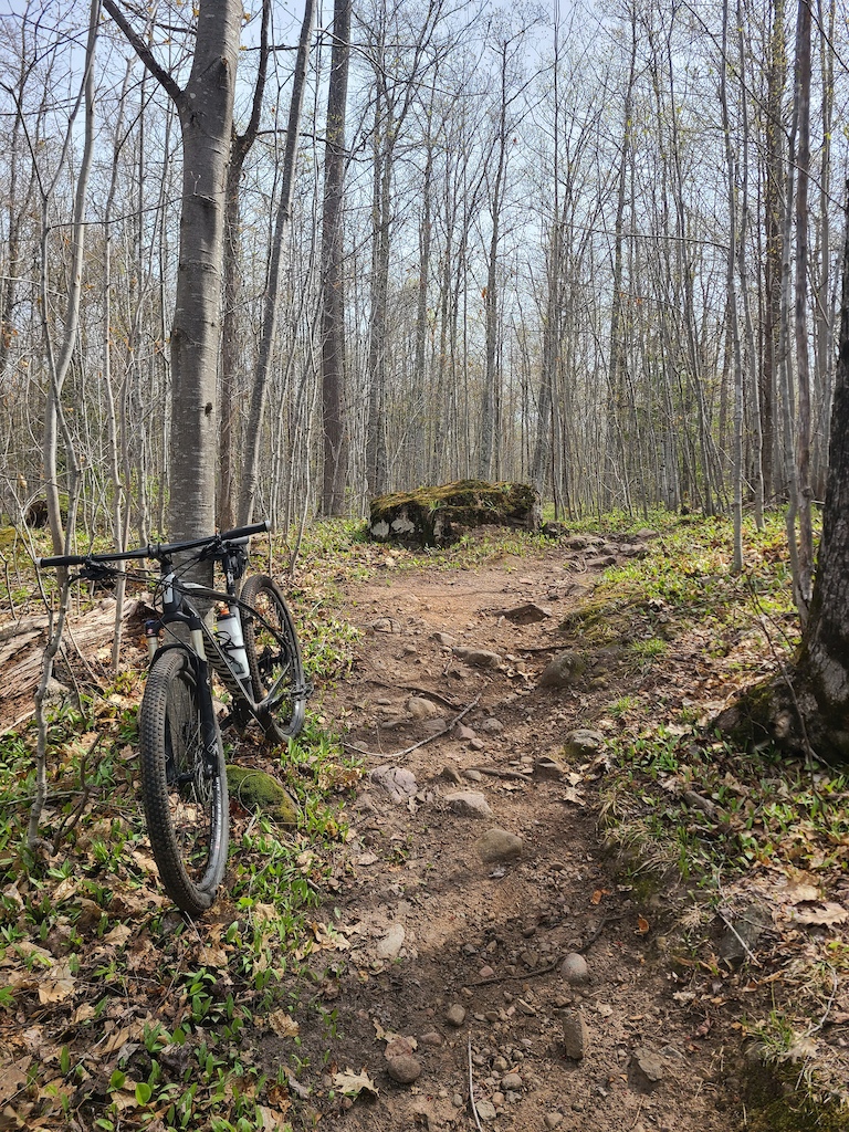 A mountain bike leaned against trees on a rooty forest trail with moss-covered logs.