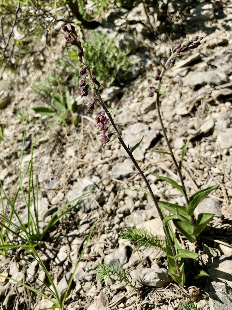 Dark-red Helleborine