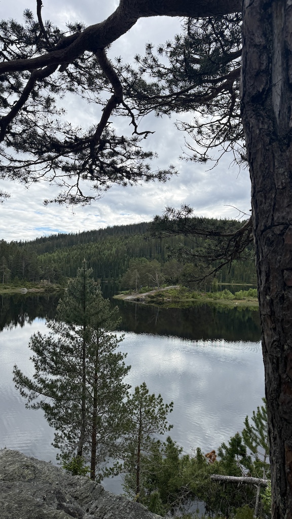 A forested shoreline with a calm lake reflecting the sky and evergreen forest across the water.