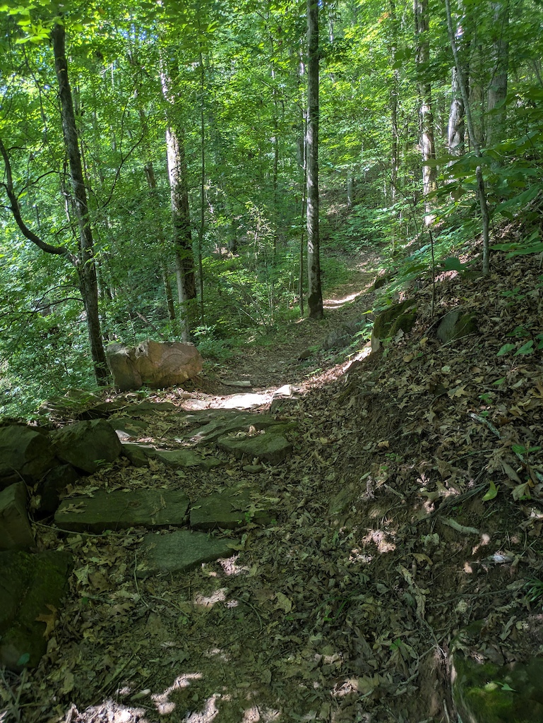A hiking trail through dense green forest with rocky and rooty terrain.