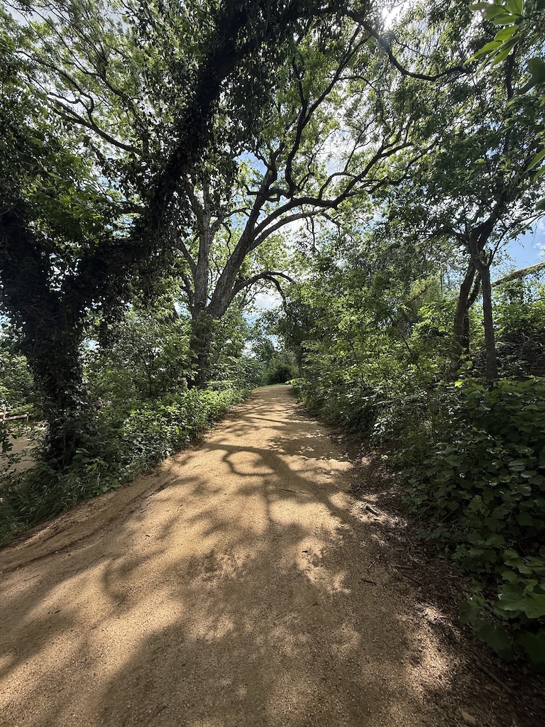 East-facing view of Baserunner trail from its west end (where it connects to the Ann and Roy Butler Hike and Bike Trail)