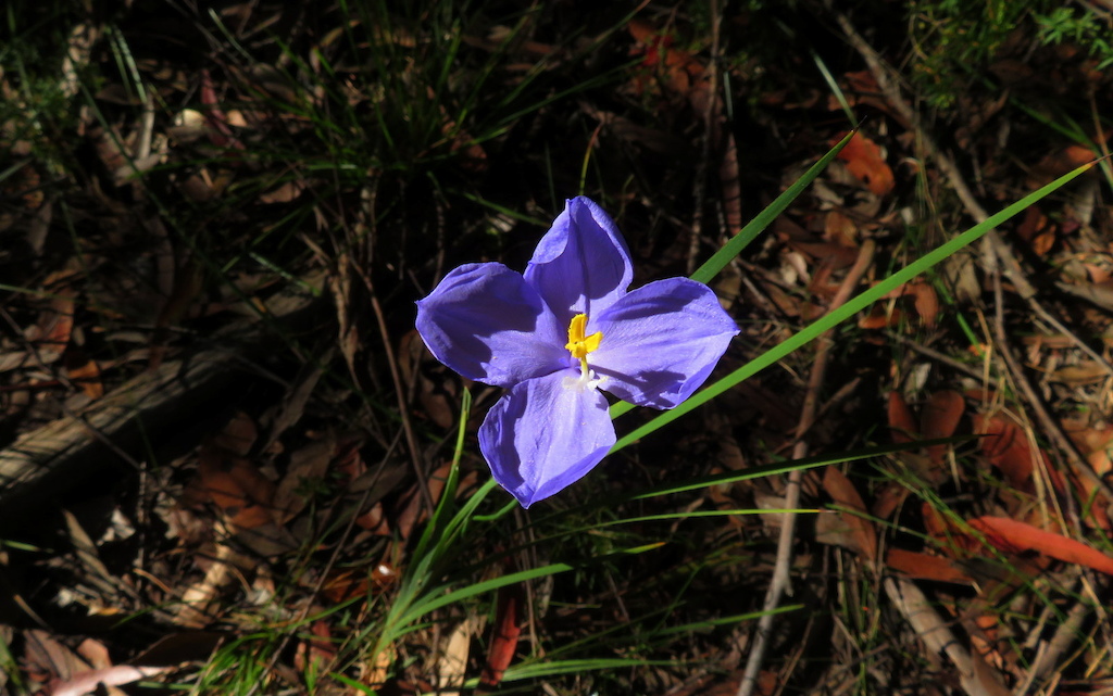 A purple wildflower blooming among grass and leaf litter on the trail.