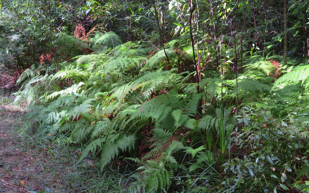 A fern-covered forest slope beside a dirt trail lined with vegetation.