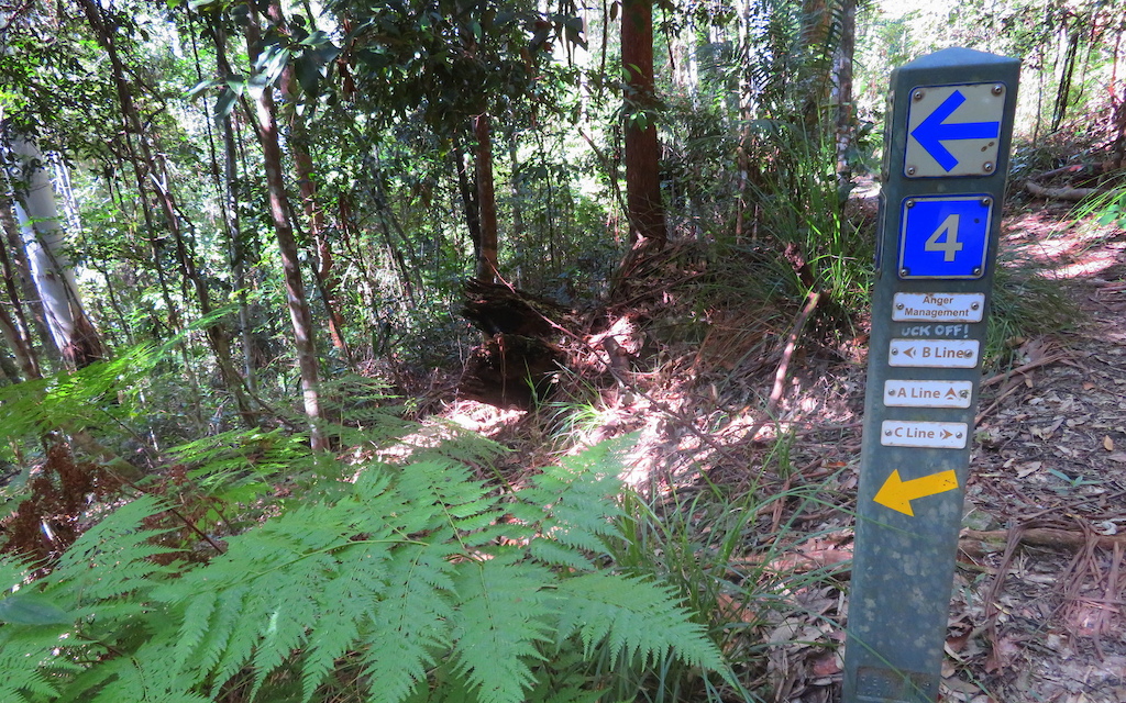 A trail sign marking a direction in a forested area with ferns and green vegetation.