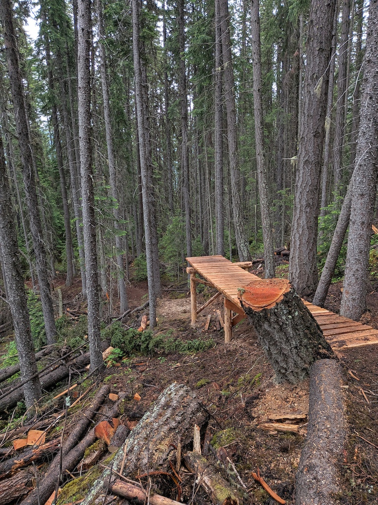 A wooden boardwalk feature winds through an old-growth conifer forest.