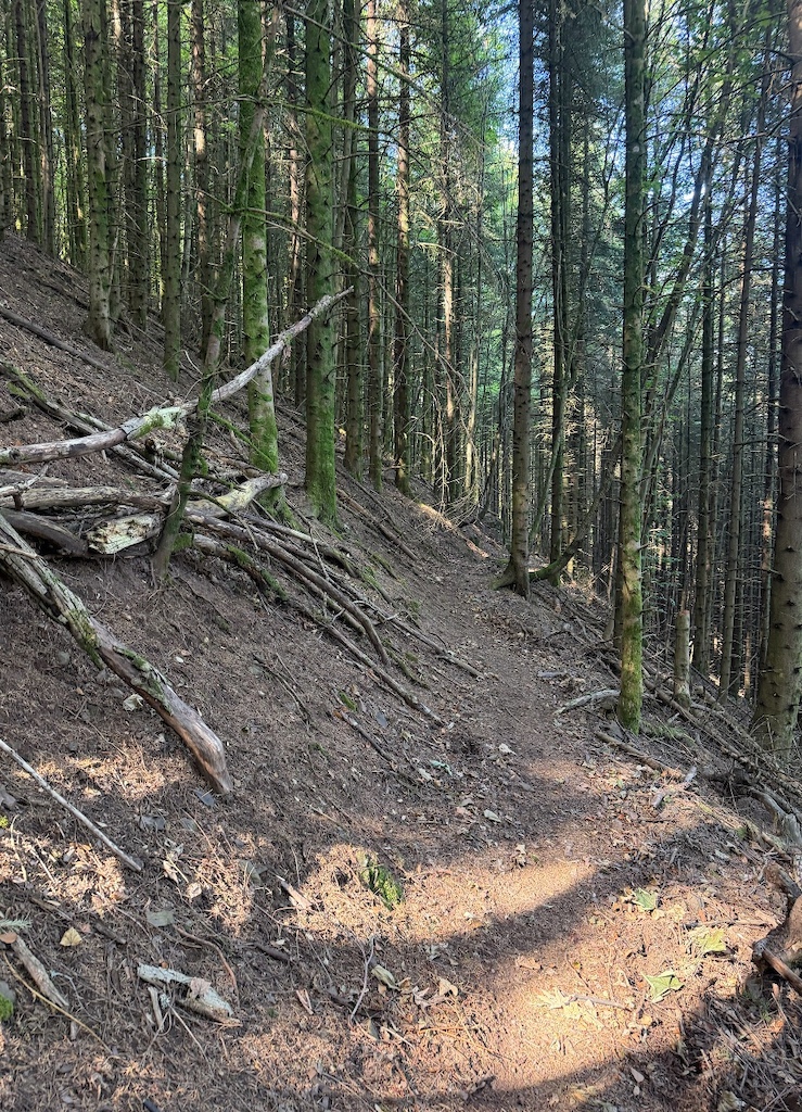 A downhill forest trail with exposed roots, fallen logs, and steep terrain through a dense conifer forest.