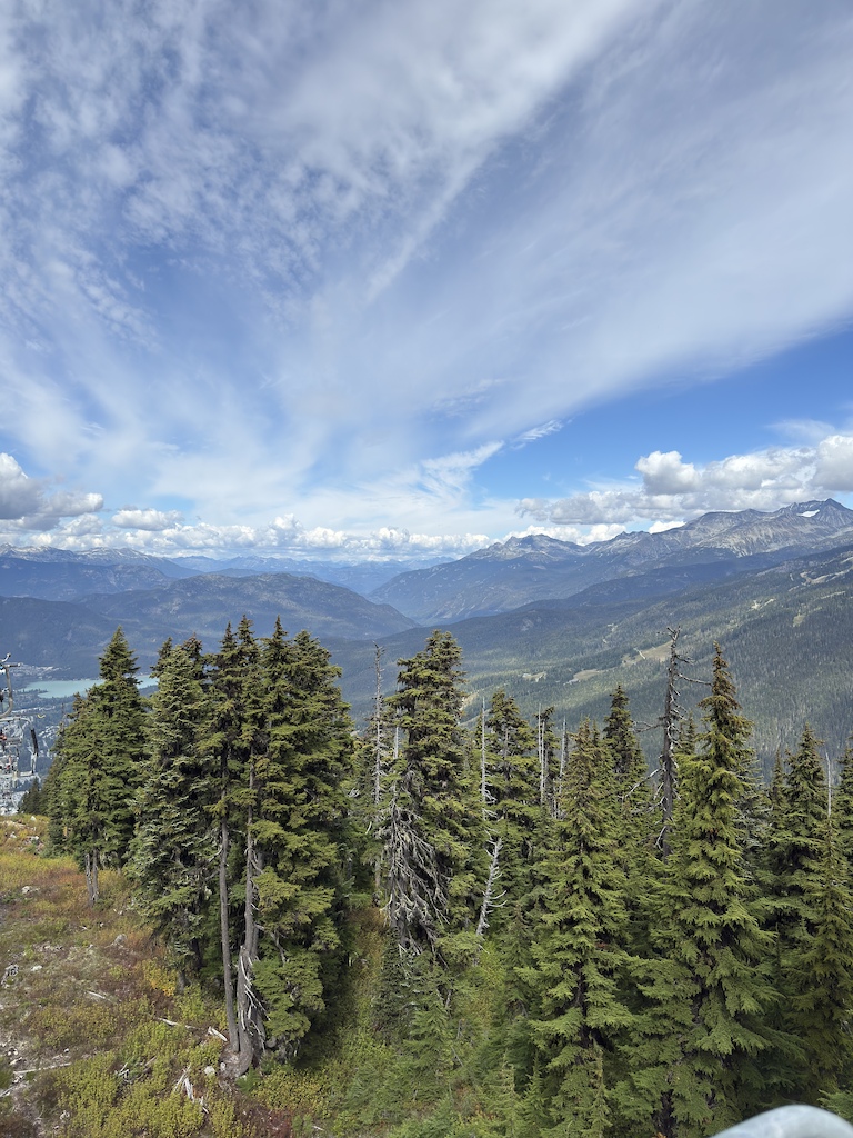 Conifer forest on an alpine slope with expansive valley and mountain views below.