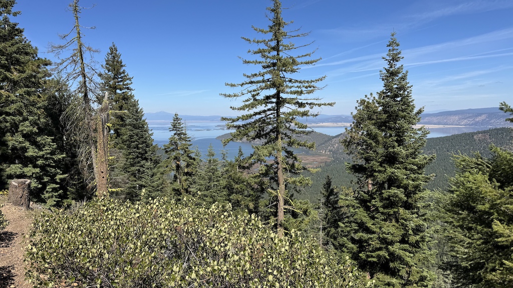 A forested hillside with coniferous trees overlooking a large blue lake and distant mountains.