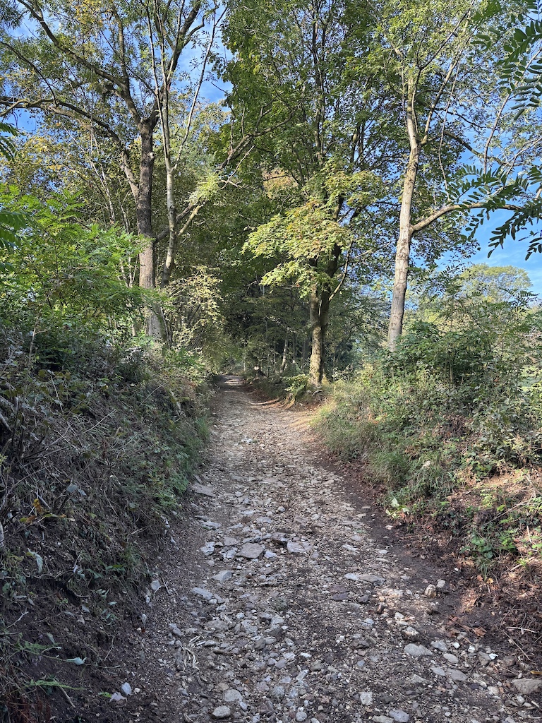 A rocky trail descends through tall trees with dappled sunlight filtering through canopy.