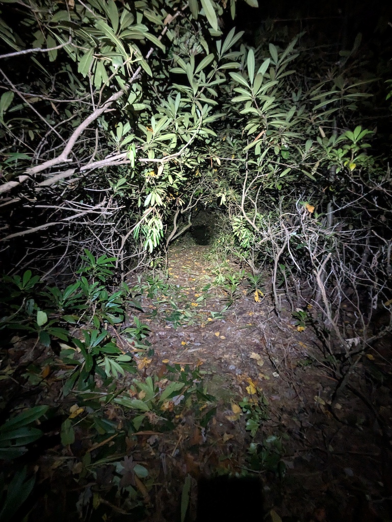 A dark overgrown trail through dense vegetation and low branches in wet forest.