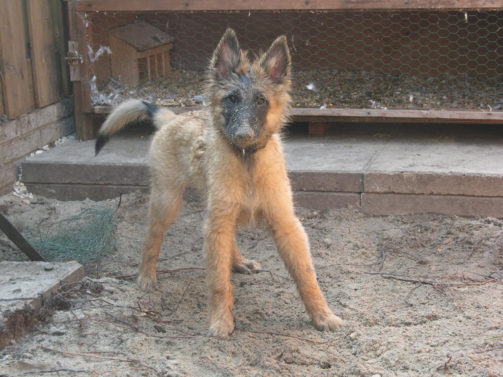 Scott (little pup) is helping to make the chickenplace