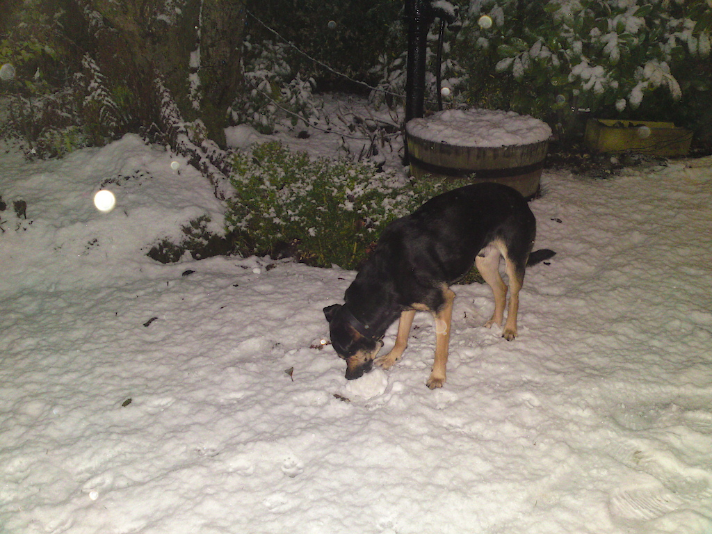my dog in the snow