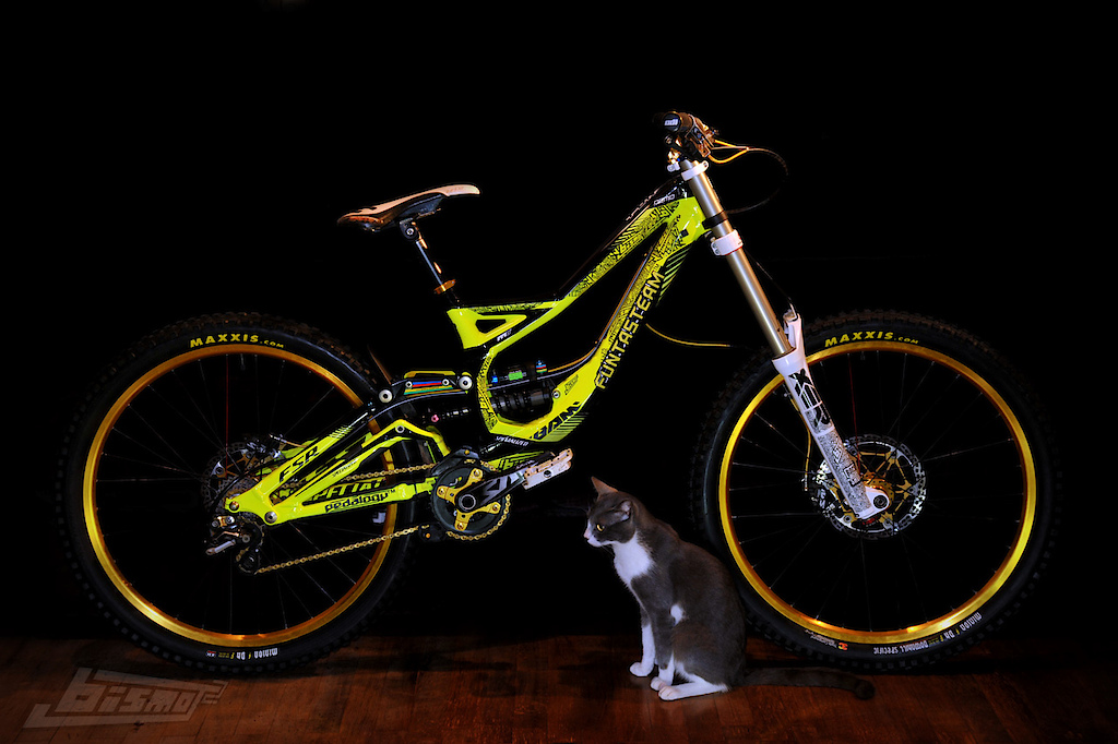 my specie demo with gold wheelset and grey cat :)