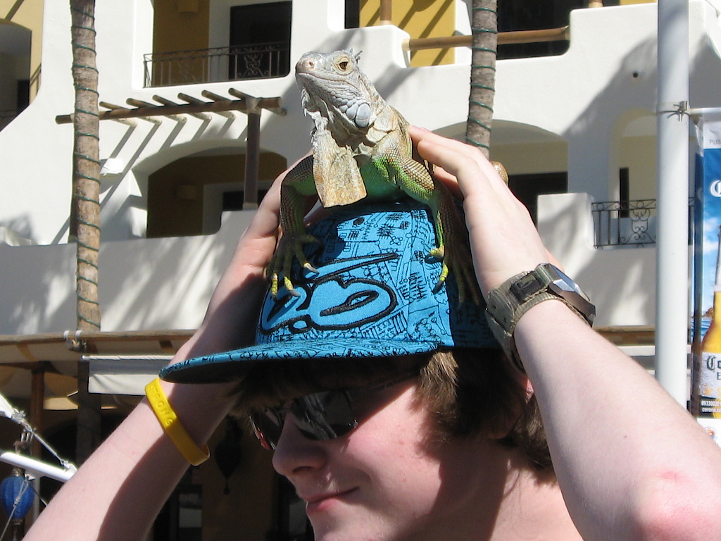 iguna on my head