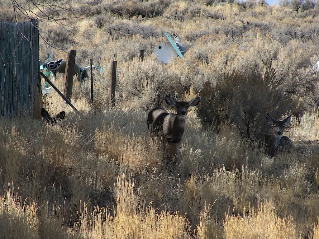 oh deer