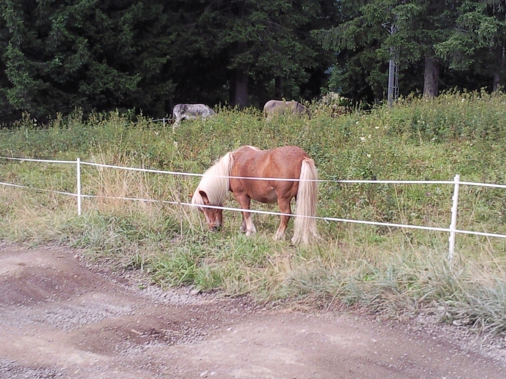 horse at side of track