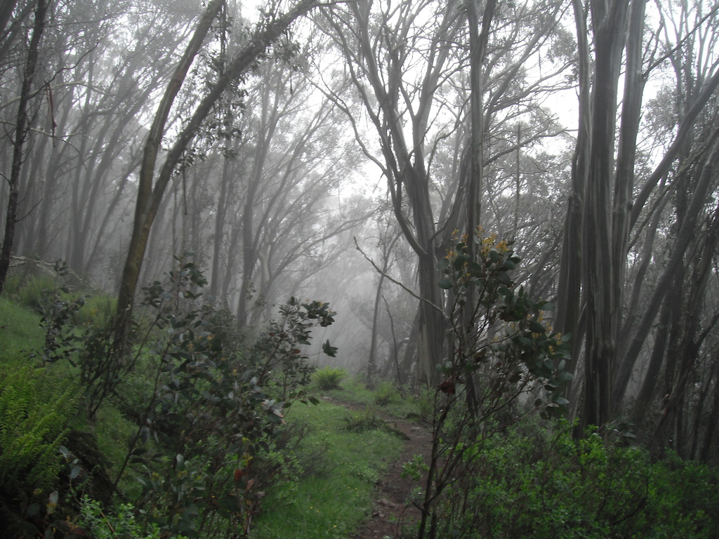 Mt Buller's Moutain Bike Trail Network, Victoria, Australia