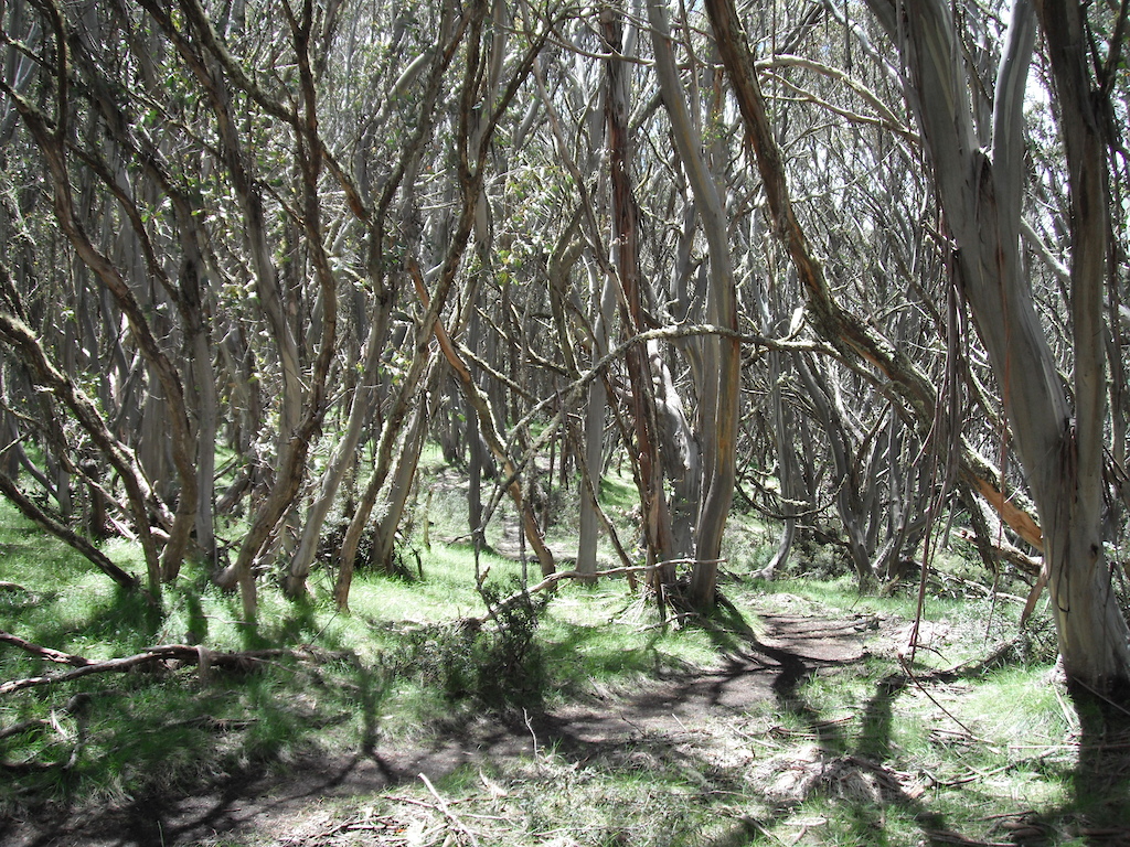 Mt Buller's Moutain Bike Trail Network, Victoria, Australia
