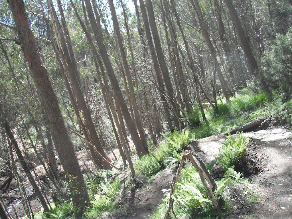 Mt Buller's Moutain Bike Trail Network, Victoria, Australia