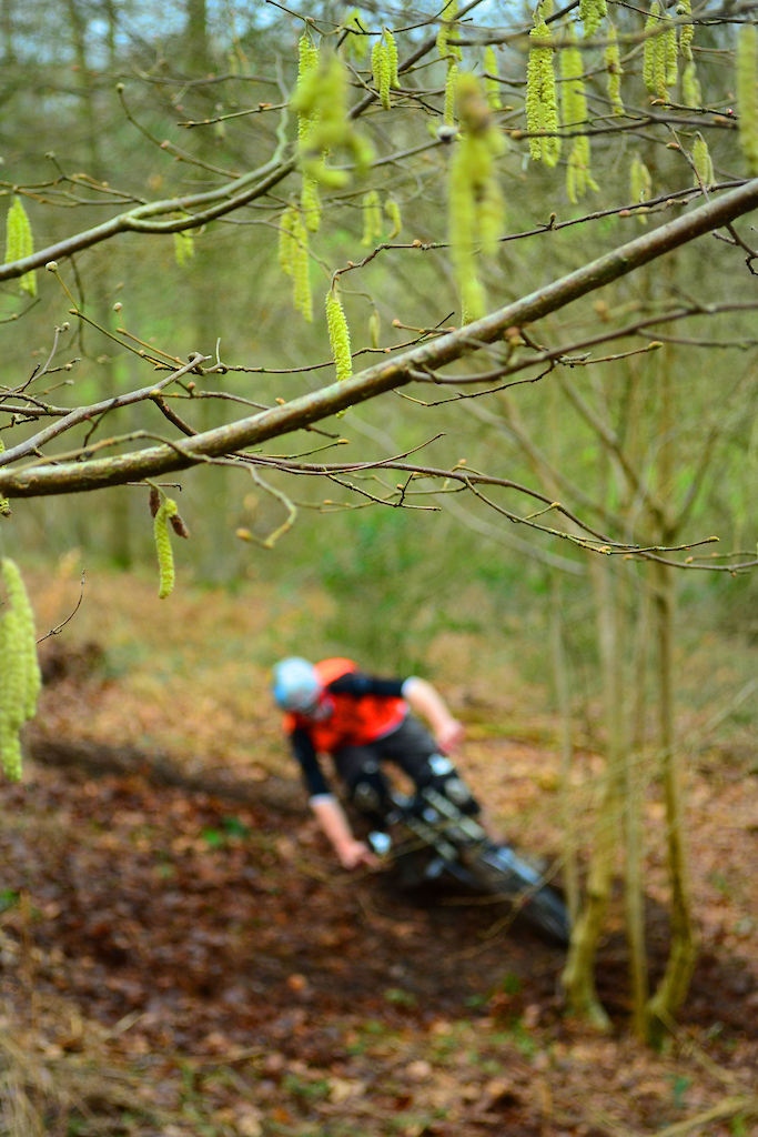 Credit to RossKnight: Mint Shot, Getting Low In The Loam