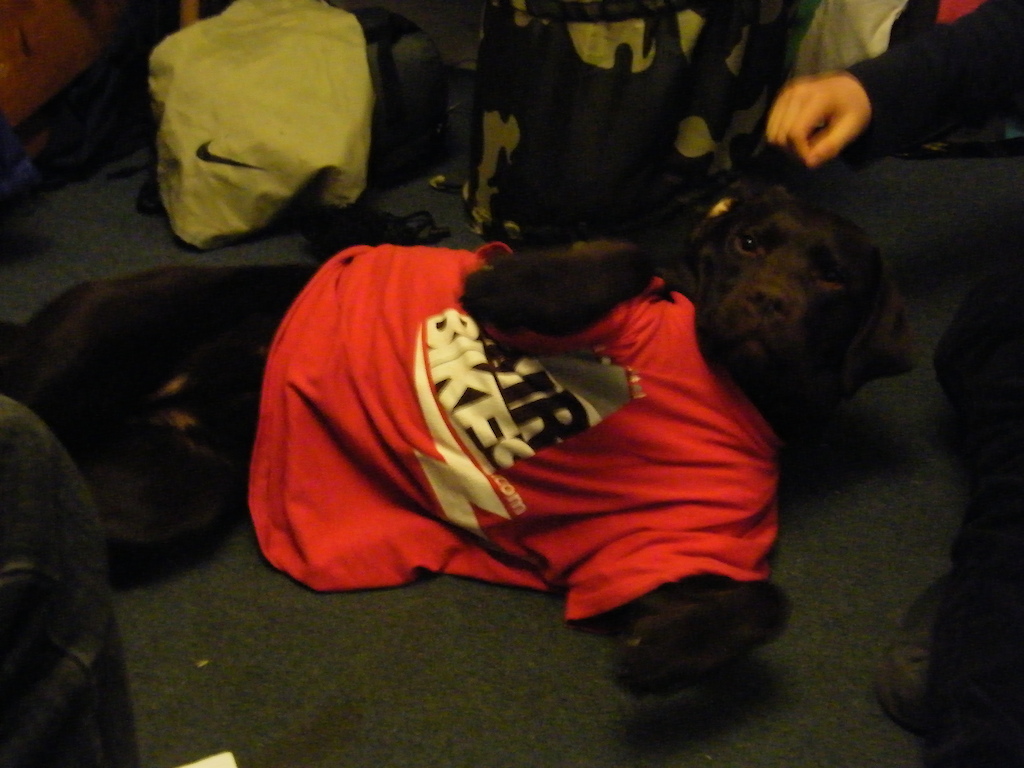 My dog wearing a DMR Bikes T-shirt as she is a Trooper