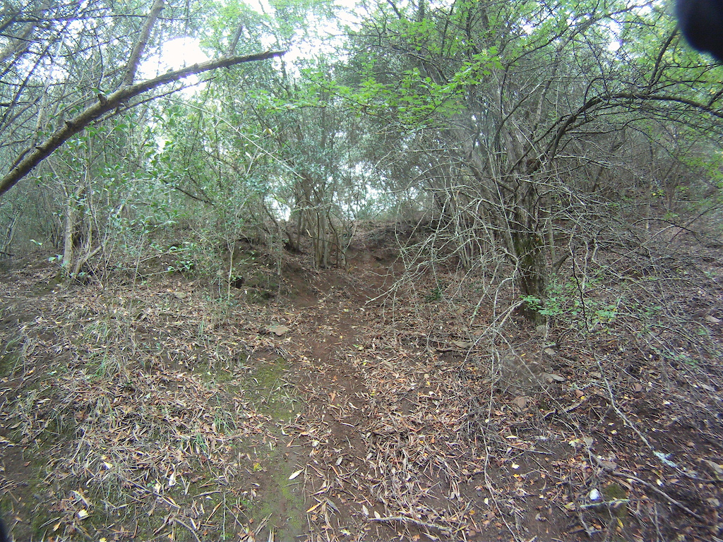 looking up into the end of a natural left hand berm (goes off to right behind trees)