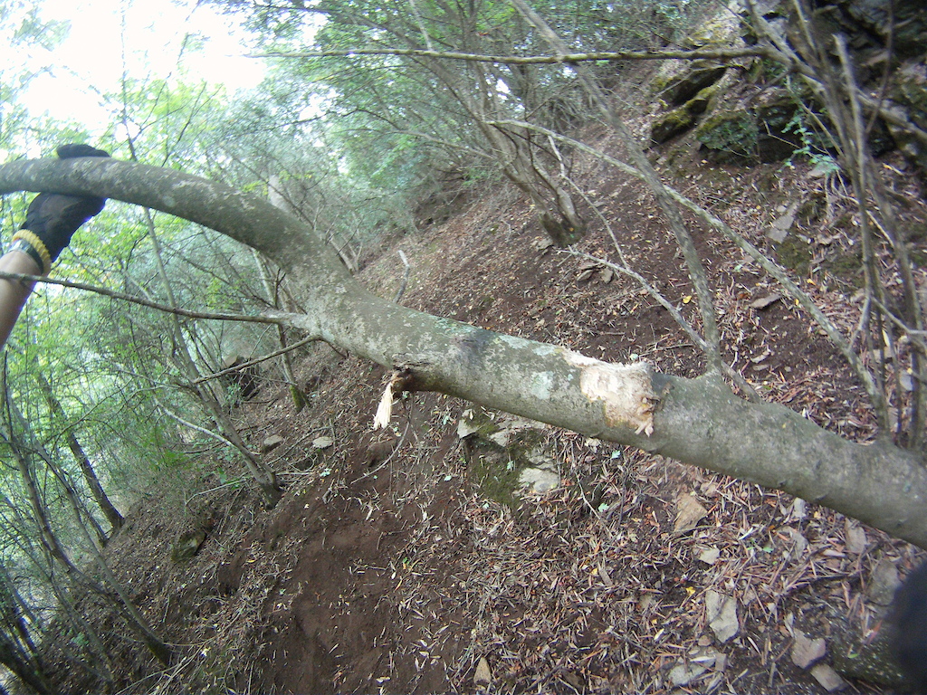 branch must go ):
only thing in the trail that will be destroyed (: